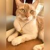 catlady0280